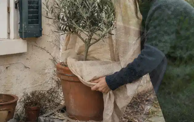 Person umhüllt eine mediterrane Kübelpflanze mit atmungsaktivem Winterschutz; Thema Kletterpflanzen, Schwerpunkt Gartenpraxis; Praxisalltag.