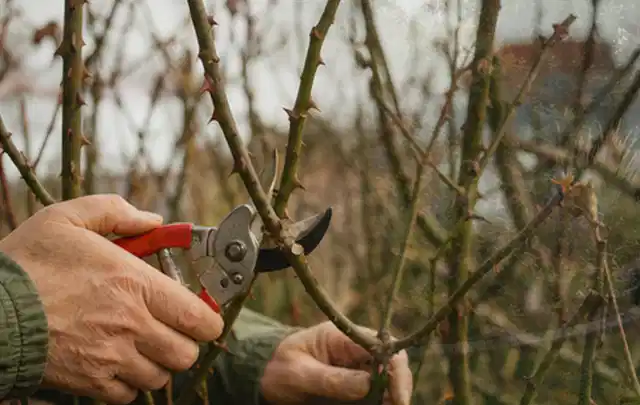 Hände schneiden einen älteren Rosenstrauch mit einer sauberen Gartenschere; Thema Kletterpflanzen, Schwerpunkt Jahrespflege; Ausgangslage.