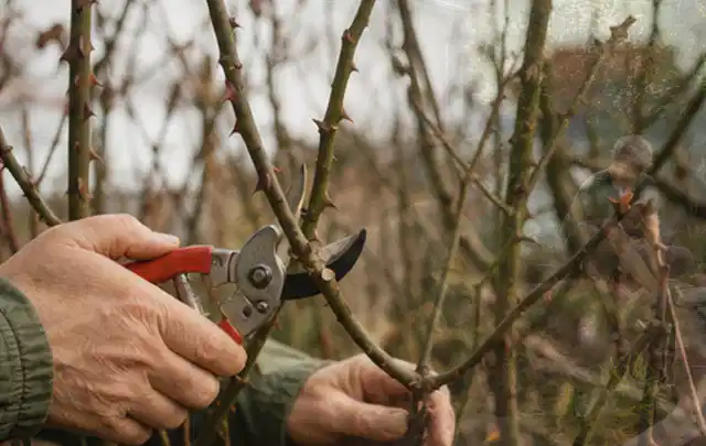 Hände schneiden einen älteren Rosenstrauch mit einer sauberen Gartenschere; Thema Kletterpflanzen, Schwerpunkt Kaufberatung; Ausgangslage.