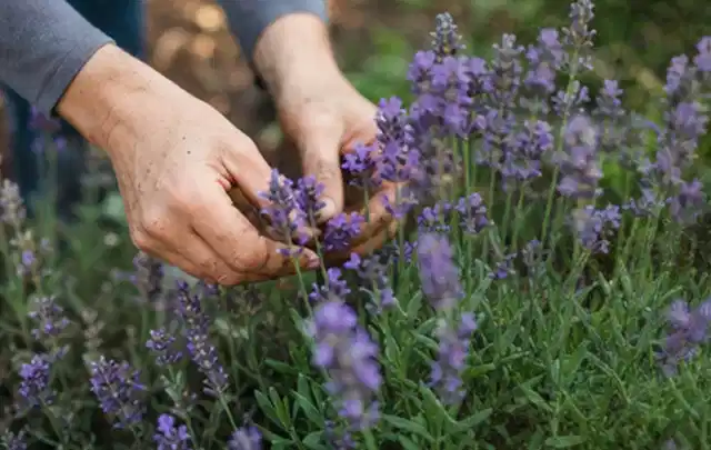 Hände pflegen blühenden Lavendel in einem natürlich angelegten Gartenbeet; Thema Kletterpflanzen, Schwerpunkt Kaufberatung; Umsetzung.