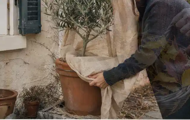 Person umhüllt eine mediterrane Kübelpflanze mit atmungsaktivem Winterschutz; Thema Kletterpflanzen, Schwerpunkt Pflanzen; Kontrolle.