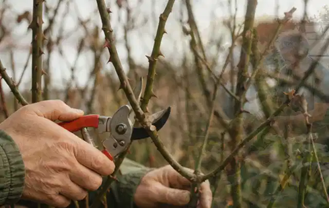 Hände schneiden einen älteren Rosenstrauch mit einer sauberen Gartenschere; Thema Kletterpflanzen, Schwerpunkt Pflanzen; Ergebnis.