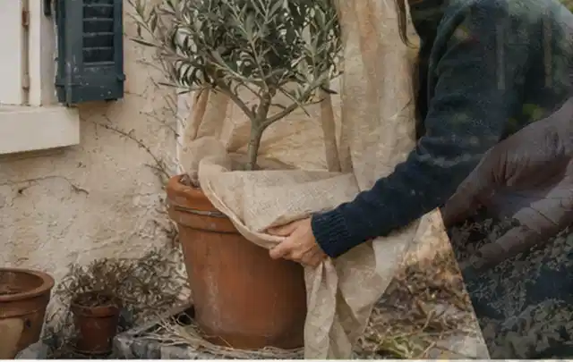 Person umhüllt eine mediterrane Kübelpflanze mit atmungsaktivem Winterschutz; Thema Kletterpflanzen, Schwerpunkt Pflanzengesundheit; Umsetzung.