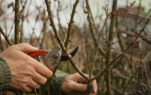 Hände schneiden einen älteren Rosenstrauch mit einer sauberen Gartenschere; Thema Kletterpflanzen, Schwerpunkt Pflanzengesundheit; Kontrolle.