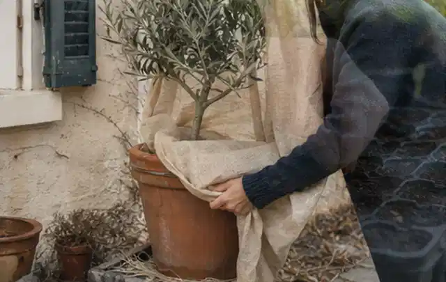 Person umhüllt eine mediterrane Kübelpflanze mit atmungsaktivem Winterschutz; Thema Kletterpflanzen, Schwerpunkt Pflanzenschutz; Ausgangslage.