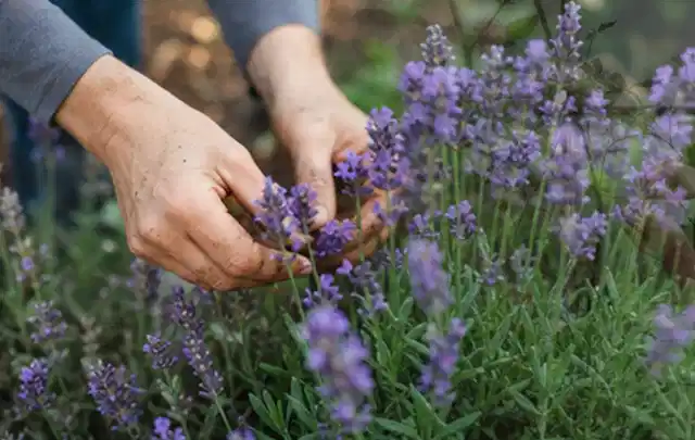 Hände pflegen blühenden Lavendel in einem natürlich angelegten Gartenbeet; Thema Kletterpflanzen, Schwerpunkt Pflanzenschutz; Umsetzung.