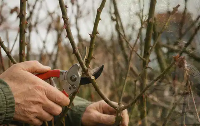 Hände schneiden einen älteren Rosenstrauch mit einer sauberen Gartenschere; Thema Kletterpflanzen, Schwerpunkt Pflanzpartner; Ausgangslage.