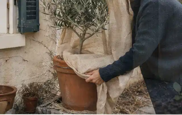 Person umhüllt eine mediterrane Kübelpflanze mit atmungsaktivem Winterschutz; Thema Kletterpflanzen, Schwerpunkt Problemlösung; Praxisalltag.