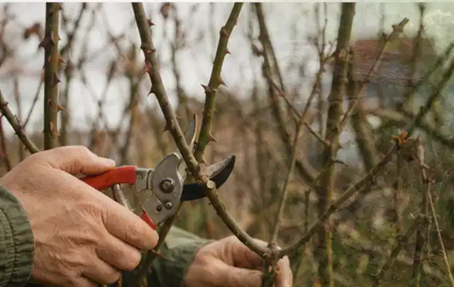 Hände schneiden einen älteren Rosenstrauch mit einer sauberen Gartenschere; Thema Kletterpflanzen, Schwerpunkt Rückschnitt; Kontrolle.