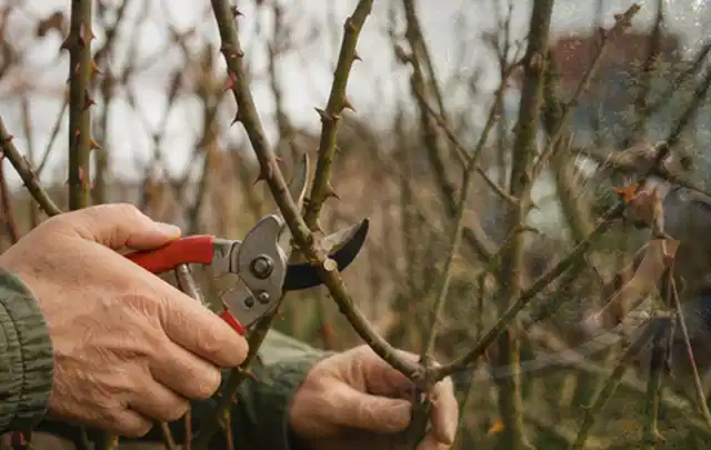 Hände schneiden einen älteren Rosenstrauch mit einer sauberen Gartenschere; Thema Kletterpflanzen, Schwerpunkt Sortenwahl; Umsetzung.