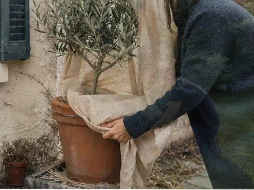 Person umhüllt eine mediterrane Kübelpflanze mit atmungsaktivem Winterschutz; Thema Kletterpflanzen, Schwerpunkt Topfkultur; Titelbild.