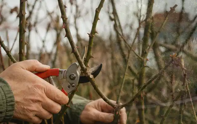 Hände schneiden einen älteren Rosenstrauch mit einer sauberen Gartenschere; Thema Kletterpflanzen, Schwerpunkt Topfkultur; Ausgangslage.