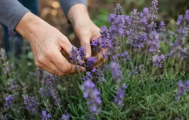 Hände pflegen blühenden Lavendel in einem natürlich angelegten Gartenbeet; Thema Kletterpflanzen, Schwerpunkt Wachstum; Kontrolle.