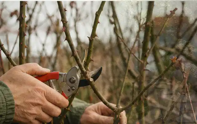 Hände schneiden einen älteren Rosenstrauch mit einer sauberen Gartenschere; Thema Kletterpflanzen, Schwerpunkt Wachstum; Ergebnis.