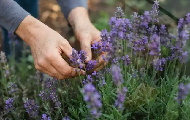 Hände pflegen blühenden Lavendel in einem natürlich angelegten Gartenbeet; Thema Kletterpflanzen, Schwerpunkt Winterpflege; Ausgangslage.