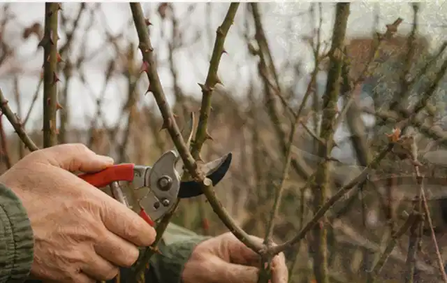Hände schneiden einen älteren Rosenstrauch mit einer sauberen Gartenschere; Thema Kletterpflanzen, Schwerpunkt Winterpflege; Praxisalltag.