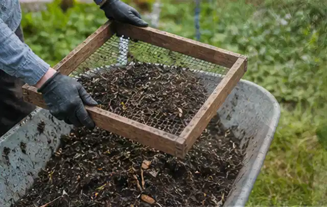 Behandschuhte Hände sieben reifen Kompost über einer Gartenschubkarre; Thema Knoblauch, Schwerpunkt Anbau; Umsetzung.
