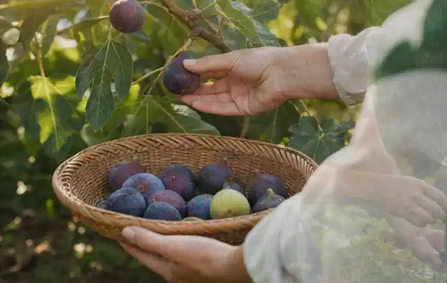 Hand pflückt eine reife Feige über einem flachen Korb mit Früchten; Thema Knoblauch, Schwerpunkt Anbau; Ergebnis.