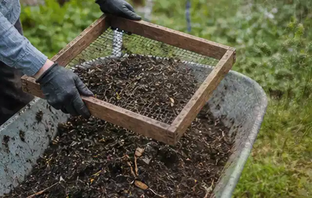Behandschuhte Hände sieben reifen Kompost über einer Gartenschubkarre; Thema Knoblauch, Schwerpunkt Aussaat; Ausgangslage.