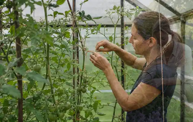 Person bindet junge Tomatentriebe in einem privaten Gewächshaus vorsichtig an; Thema Knoblauch, Schwerpunkt Aussaat; Ergebnis.