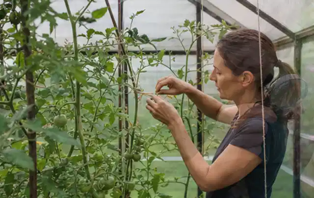 Person bindet junge Tomatentriebe in einem privaten Gewächshaus vorsichtig an; Thema Knoblauch, Schwerpunkt Balkongarten; Kontrolle.