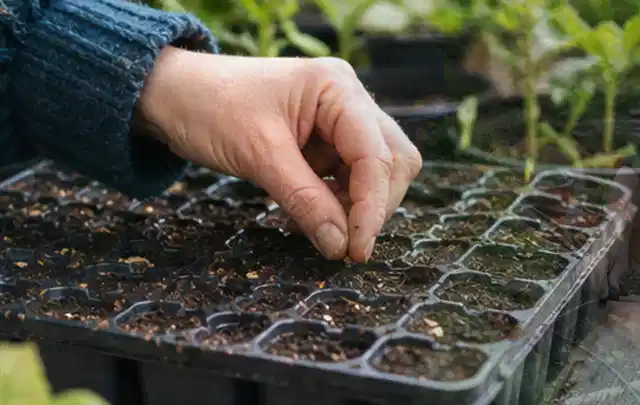 Hand legt einzelne Samen in vorbereitete Anzuchtschalen mit lockerer Erde; Thema Knoblauch, Schwerpunkt Balkongarten; Ergebnis.