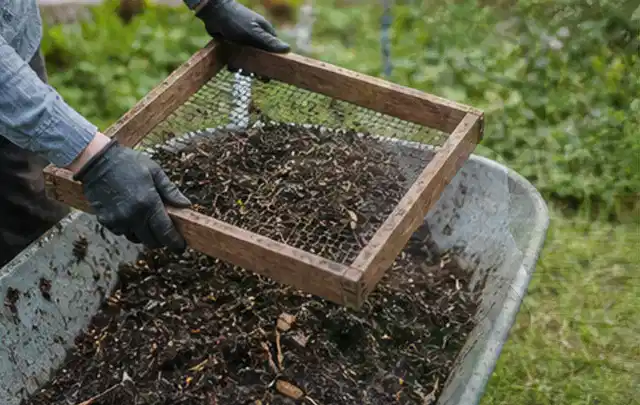 Behandschuhte Hände sieben reifen Kompost über einer Gartenschubkarre; Thema Knoblauch, Schwerpunkt Bewässerung; Ausgangslage.