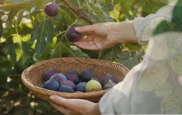 Hand pflückt eine reife Feige über einem flachen Korb mit Früchten; Thema Knoblauch, Schwerpunkt Bewässerung; Umsetzung.