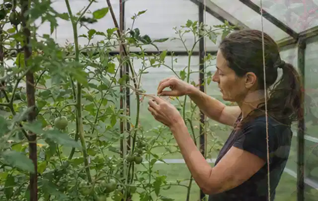 Person bindet junge Tomatentriebe in einem privaten Gewächshaus vorsichtig an; Thema Knoblauch, Schwerpunkt Bewässerung; Ergebnis.