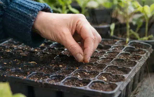 Hand legt einzelne Samen in vorbereitete Anzuchtschalen mit lockerer Erde; Thema Knoblauch, Schwerpunkt Bewässerung; Praxisalltag.