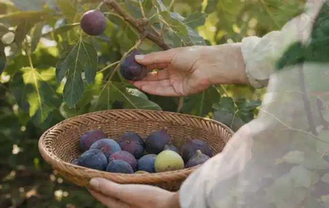 Hand pflückt eine reife Feige über einem flachen Korb mit Früchten; Thema Knoblauch, Schwerpunkt Boden; Umsetzung.