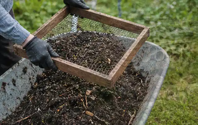 Behandschuhte Hände sieben reifen Kompost über einer Gartenschubkarre; Thema Knoblauch, Schwerpunkt Boden; Kontrolle.