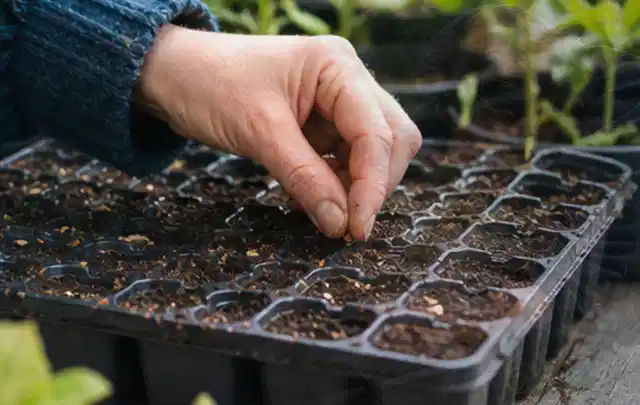 Hand legt einzelne Samen in vorbereitete Anzuchtschalen mit lockerer Erde; Thema Knoblauch, Schwerpunkt Boden; Praxisalltag.