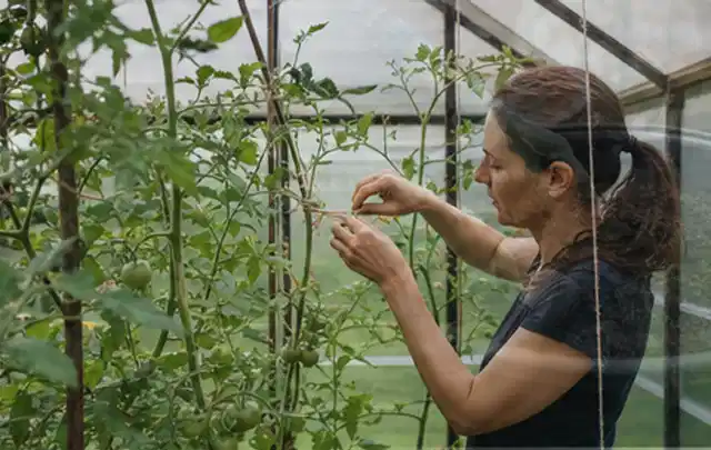 Person bindet junge Tomatentriebe in einem privaten Gewächshaus vorsichtig an; Thema Knoblauch, Schwerpunkt Einsteigerwissen; Ausgangslage.