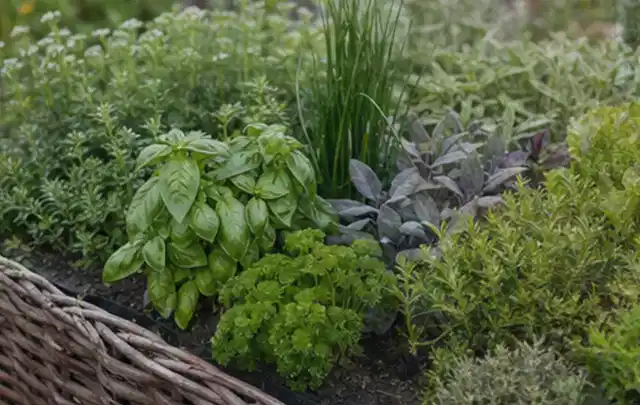 Dichtes Hochbeet mit Basilikum Schnittlauch Petersilie Salbei und weiteren Küchenkräutern; Thema Knoblauch, Schwerpunkt Einsteigerwissen; Umsetzung.
