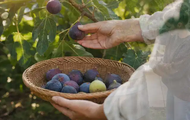 Hand pflückt eine reife Feige über einem flachen Korb mit Früchten; Thema Knoblauch, Schwerpunkt Einsteigerwissen; Kontrolle.