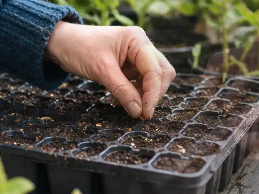 Hand legt einzelne Samen in vorbereitete Anzuchtschalen mit lockerer Erde; Thema Knoblauch, Schwerpunkt Ernte; Titelbild.