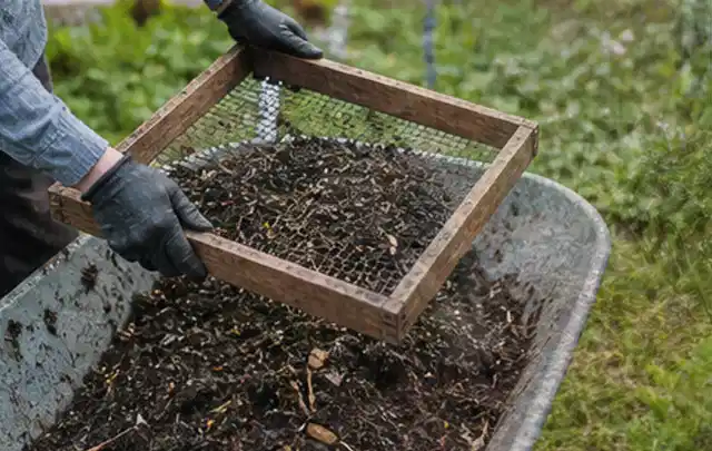 Behandschuhte Hände sieben reifen Kompost über einer Gartenschubkarre; Thema Knoblauch, Schwerpunkt Ernte; Ergebnis.