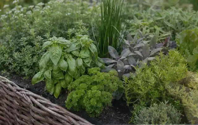 Dichtes Hochbeet mit Basilikum Schnittlauch Petersilie Salbei und weiteren Küchenkräutern; Thema Knoblauch, Schwerpunkt Ernte; Praxisalltag.