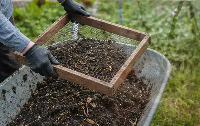 Behandschuhte Hände sieben reifen Kompost über einer Gartenschubkarre; Thema Knoblauch, Schwerpunkt Ernteprobleme; Umsetzung.