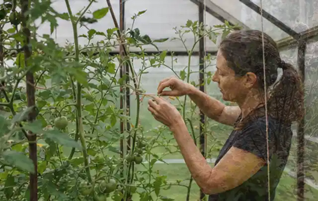 Person bindet junge Tomatentriebe in einem privaten Gewächshaus vorsichtig an; Thema Knoblauch, Schwerpunkt Ernteprobleme; Ergebnis.