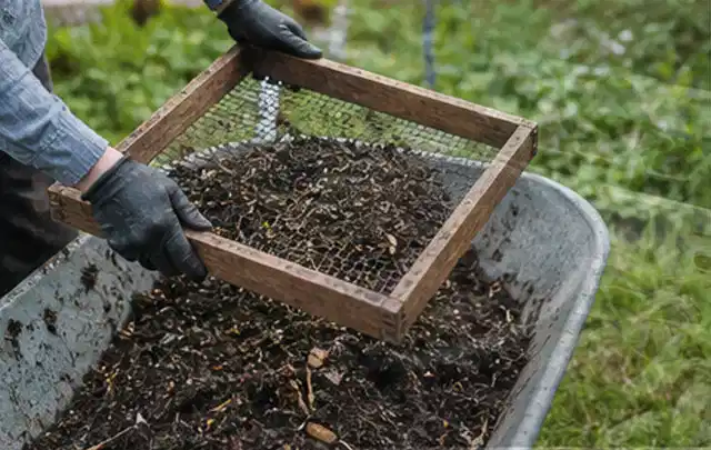 Behandschuhte Hände sieben reifen Kompost über einer Gartenschubkarre; Thema Knoblauch, Schwerpunkt Fehlerhilfe; Kontrolle.