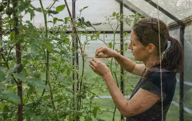 Person bindet junge Tomatentriebe in einem privaten Gewächshaus vorsichtig an; Thema Knoblauch, Schwerpunkt Fehlerhilfe; Ergebnis.