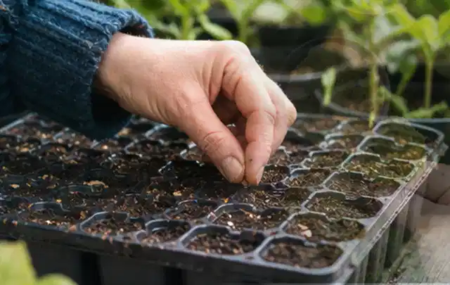 Hand legt einzelne Samen in vorbereitete Anzuchtschalen mit lockerer Erde; Thema Knoblauch, Schwerpunkt Fehlerhilfe; Praxisalltag.