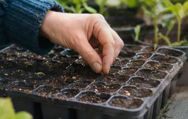 Hand legt einzelne Samen in vorbereitete Anzuchtschalen mit lockerer Erde; Thema Knoblauch, Schwerpunkt Gesundheit; Umsetzung.