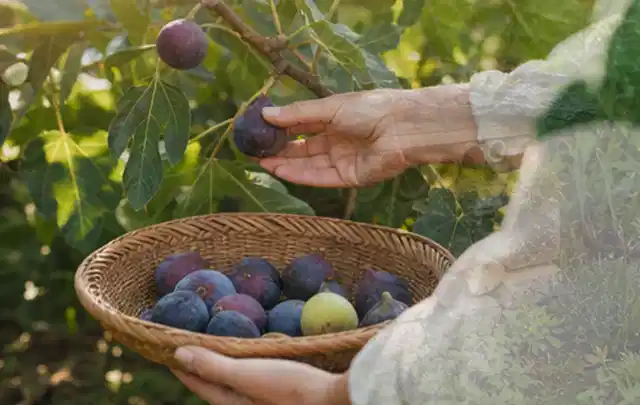 Hand pflückt eine reife Feige über einem flachen Korb mit Früchten; Thema Knoblauch, Schwerpunkt Gesundheit; Kontrolle.