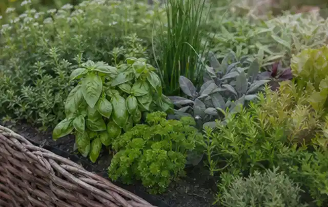 Dichtes Hochbeet mit Basilikum Schnittlauch Petersilie Salbei und weiteren Küchenkräutern; Thema Knoblauch, Schwerpunkt Gesundheit; Ergebnis.