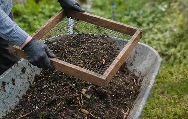 Behandschuhte Hände sieben reifen Kompost über einer Gartenschubkarre; Thema Knoblauch, Schwerpunkt Gesundheit; Praxisalltag.