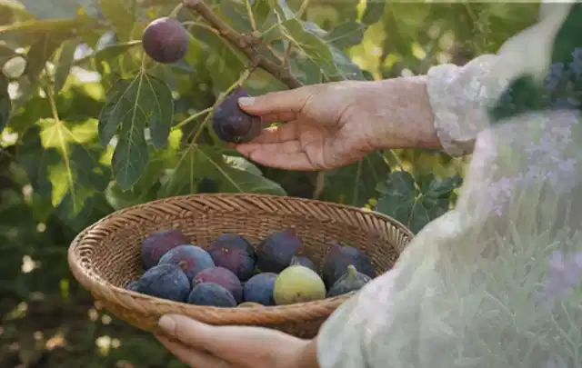 Hand pflückt eine reife Feige über einem flachen Korb mit Früchten; Thema Knoblauch, Schwerpunkt Gewächshaus; Ausgangslage.