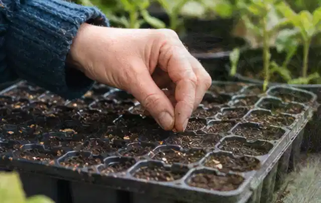 Hand legt einzelne Samen in vorbereitete Anzuchtschalen mit lockerer Erde; Thema Knoblauch, Schwerpunkt Gewächshaus; Umsetzung.